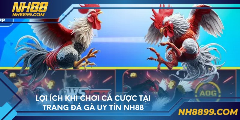 Lợi ích khi chơi cá cược tại trang đá gà uy tín NH88